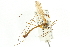  ( - CNC DIPTERA 106678)  @11 [ ] CreativeCommons - Attribution (2011) CNC/CBG Photography Group Centre for Biodiversity Genomics