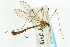  ( - CNC DIPTERA 106680)  @11 [ ] CreativeCommons - Attribution (2011) CNC/CBG Photography Group Centre for Biodiversity Genomics