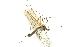  ( - CNC DIPTERA 106685)  @13 [ ] CreativeCommons - Attribution (2011) CNC/CBG Photography Group Centre for Biodiversity Genomics