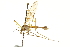  ( - CNC DIPTERA 106690)  @11 [ ] CreativeCommons - Attribution (2011) CNC/CBG Photography Group Centre for Biodiversity Genomics