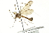  ( - CNC DIPTERA 106691)  @11 [ ] CreativeCommons - Attribution (2011) CNC/CBG Photography Group Centre for Biodiversity Genomics