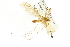  ( - CNC DIPTERA 106692)  @11 [ ] CreativeCommons - Attribution (2011) CNC/CBG Photography Group Centre for Biodiversity Genomics