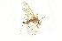  ( - CNC DIPTERA 106697)  @13 [ ] CreativeCommons - Attribution (2011) CNC/CBG Photography Group Centre for Biodiversity Genomics