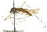  ( - CNC DIPTERA 106709)  @13 [ ] CreativeCommons - Attribution (2011) CNC/CBG Photography Group Centre for Biodiversity Genomics