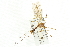  ( - CNC DIPTERA 106723)  @11 [ ] CreativeCommons - Attribution (2011) CNC/CBG Photography Group Centre for Biodiversity Genomics