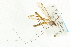  ( - CNC DIPTERA 106729)  @13 [ ] CreativeCommons - Attribution (2011) CNC/CBG Photography Group Centre for Biodiversity Genomics