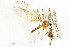  ( - CNC DIPTERA 106731)  @11 [ ] CreativeCommons - Attribution (2011) CNC/CBG Photography Group Centre for Biodiversity Genomics