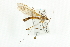  ( - CNC DIPTERA 106732)  @13 [ ] CreativeCommons - Attribution (2011) CNC/CBG Photography Group Centre for Biodiversity Genomics