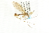  ( - CNC DIPTERA 106733)  @11 [ ] CreativeCommons - Attribution (2011) CNC/CBG Photography Group Centre for Biodiversity Genomics
