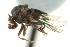  ( - CNC DIPTERA 146935)  @12 [ ] CreativeCommons - Attribution (2012) CNC/CBG Photography Group Centre for Biodiversity Genomics