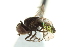  ( - CNC DIPTERA 146980)  @13 [ ] CreativeCommons - Attribution (2012) CNC/CBG Photography Group Centre for Biodiversity Genomics