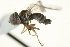  ( - CNC DIPTERA 159565)  @12 [ ] CreativeCommons - Attribution (2012) CNC/CBG Photography Group Centre for Biodiversity Genomics
