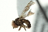  ( - CNC DIPTERA 160312)  @11 [ ] CreativeCommons - Attribution (2012) CNC/CBG Photography Group Centre for Biodiversity Genomics