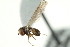  ( - CNC DIPTERA 160332)  @11 [ ] CreativeCommons - Attribution (2012) CNC/CBG Photography Group Centre for Biodiversity Genomics