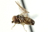  ( - CNC DIPTERA 160338)  @11 [ ] CreativeCommons - Attribution (2012) CNC/CBG Photography Group Centre for Biodiversity Genomics
