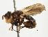  ( - CNC DIPTERA 104)  @11 [ ] CreativeCommons - Attribution (2013) CNC/CBG Photography Group Centre for Biodiversity Genomics