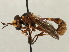  ( - CNC DIPTERA 11039)  @13 [ ] CreativeCommons - Attribution (2013) CNC/CBG Photography Group Centre for Biodiversity Genomics