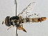  (Ischiodon - CNC DIPTERA 134777)  @15 [ ] CreativeCommons - Attribution (2013) CNC/CBG Photography Group Centre for Biodiversity Genomics