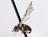  (Cephalops sp. AZ1 - CNC DIPTERA 135823)  @13 [ ] CreativeCommons - Attribution (2013) CBG Photography Group Centre for Biodiversity Genomics