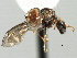  (Clistoabdominalis sp. QLD7 - CNC DIPTERA 136070)  @11 [ ] CreativeCommons - Attribution (2013) CBG Photography Group Centre for Biodiversity Genomics