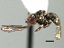  ( - CNC DIPTERA 136129)  @14 [ ] CreativeCommons - Attribution (2013) CBG Photography Group Centre for Biodiversity Genomics