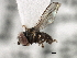  ( - CNC DIPTERA 157858)  @13 [ ] CreativeCommons - Attribution (2013) CNC/CBG Photography Group Centre for Biodiversity Genomics