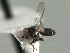  ( - CNC DIPTERA 158340)  @11 [ ] CreativeCommons - Attribution (2013) CNC/CBG Photography Group Centre for Biodiversity Genomics