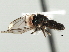  ( - CNC DIPTERA 158629)  @13 [ ] CreativeCommons - Attribution (2013) CNC/CBG Photography Group Centre for Biodiversity Genomics