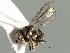  ( - CNC DIPTERA 158647)  @12 [ ] CreativeCommons - Attribution (2013) CNC/CBG Photography Group Centre for Biodiversity Genomics