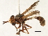  ( - CNC DIPTERA 1720)  @11 [ ] CreativeCommons - Attribution (2013) CNC/CBG Photography Group Centre for Biodiversity Genomics