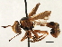  ( - CNC DIPTERA 187678)  @11 [ ] CreativeCommons - Attribution (2013) CNC/CBG Photography Group Centre for Biodiversity Genomics