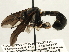  ( - CNC DIPTERA 187759)  @11 [ ] CreativeCommons - Attribution (2013) CNC/CBG Photography Group Centre for Biodiversity Genomics