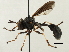  ( - CNC DIPTERA 187787)  @13 [ ] CreativeCommons - Attribution (2013) CNC/CBG Photography Group Centre for Biodiversity Genomics