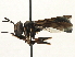  ( - CNC DIPTERA 187789)  @11 [ ] CreativeCommons - Attribution (2013) CNC/CBG Photography Group Centre for Biodiversity Genomics