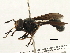  ( - CNC DIPTERA 187790)  @13 [ ] CreativeCommons - Attribution (2013) CNC/CBG Photography Group Centre for Biodiversity Genomics