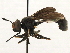  ( - CNC DIPTERA 187791)  @13 [ ] CreativeCommons - Attribution (2013) CNC/CBG Photography Group Centre for Biodiversity Genomics