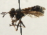  ( - CNC DIPTERA 187792)  @13 [ ] CreativeCommons - Attribution (2013) CNC/CBG Photography Group Centre for Biodiversity Genomics