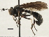  ( - CNC DIPTERA 187794)  @13 [ ] CreativeCommons - Attribution (2013) CNC/CBG Photography Group Centre for Biodiversity Genomics
