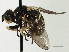  ( - CNC DIPTERA 187797)  @11 [ ] CreativeCommons - Attribution (2013) CNC/CBG Photography Group Centre for Biodiversity Genomics