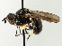  ( - CNC DIPTERA 187799)  @11 [ ] CreativeCommons - Attribution (2013) CNC/CBG Photography Group Centre for Biodiversity Genomics