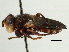  (Myopa clausa - CNC DIPTERA 187801)  @13 [ ] CreativeCommons - Attribution (2013) CNC/CBG Photography Group Centre for Biodiversity Genomics