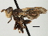  ( - CNC DIPTERA 187804)  @11 [ ] CreativeCommons - Attribution (2013) CNC/CBG Photography Group Centre for Biodiversity Genomics
