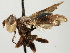 (Myopa vesiculosa - CNC DIPTERA 187805)  @13 [ ] CreativeCommons - Attribution (2013) CNC/CBG Photography Group Centre for Biodiversity Genomics