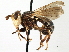  ( - CNC DIPTERA 187806)  @11 [ ] CreativeCommons - Attribution (2013) CNC/CBG Photography Group Centre for Biodiversity Genomics
