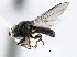  ( - CNC DIPTERA 189594)  @12 [ ] CreativeCommons - Attribution (2013) CBG Photography Group Centre for Biodiversity Genomics