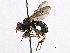  ( - CNC DIPTERA 190114)  @11 [ ] CreativeCommons - Attribution (2013) CNC/CBG Photography Group Centre for Biodiversity Genomics