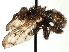  ( - CNC DIPTERA 195971)  @11 [ ] CreativeCommons - Attribution (2013) CNC/CBG Photography Group Centre for Biodiversity Genomics