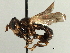  ( - CNC DIPTERA 195973)  @11 [ ] CreativeCommons - Attribution (2013) CNC/CBG Photography Group Centre for Biodiversity Genomics