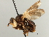  ( - CNC DIPTERA 195974)  @11 [ ] CreativeCommons - Attribution (2013) CNC/CBG Photography Group Centre for Biodiversity Genomics