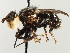  ( - CNC DIPTERA 195976)  @11 [ ] CreativeCommons - Attribution (2013) CNC/CBG Photography Group Centre for Biodiversity Genomics